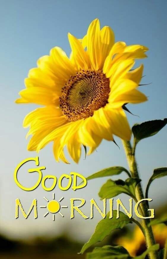 Good Morning Images New Style Good Morning Images New Style