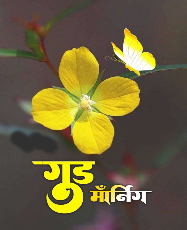 Good Morning Images New Style Good Morning Images New Style