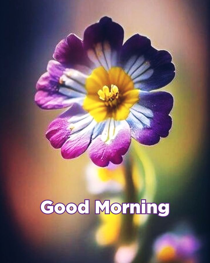 Good Morning Images New Style Good Morning Images New Style