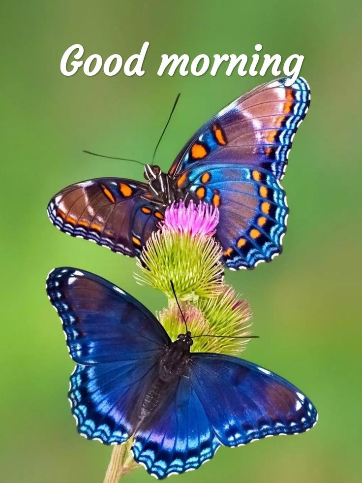 Good Morning Images Good Morning Images
