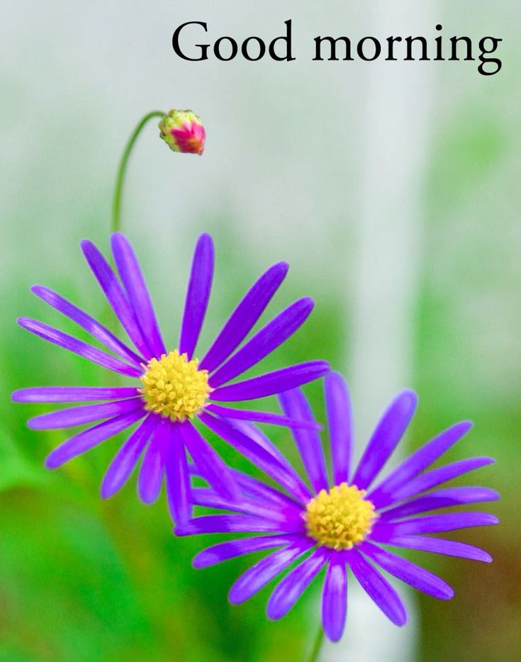 Good Morning Images Good Morning Images