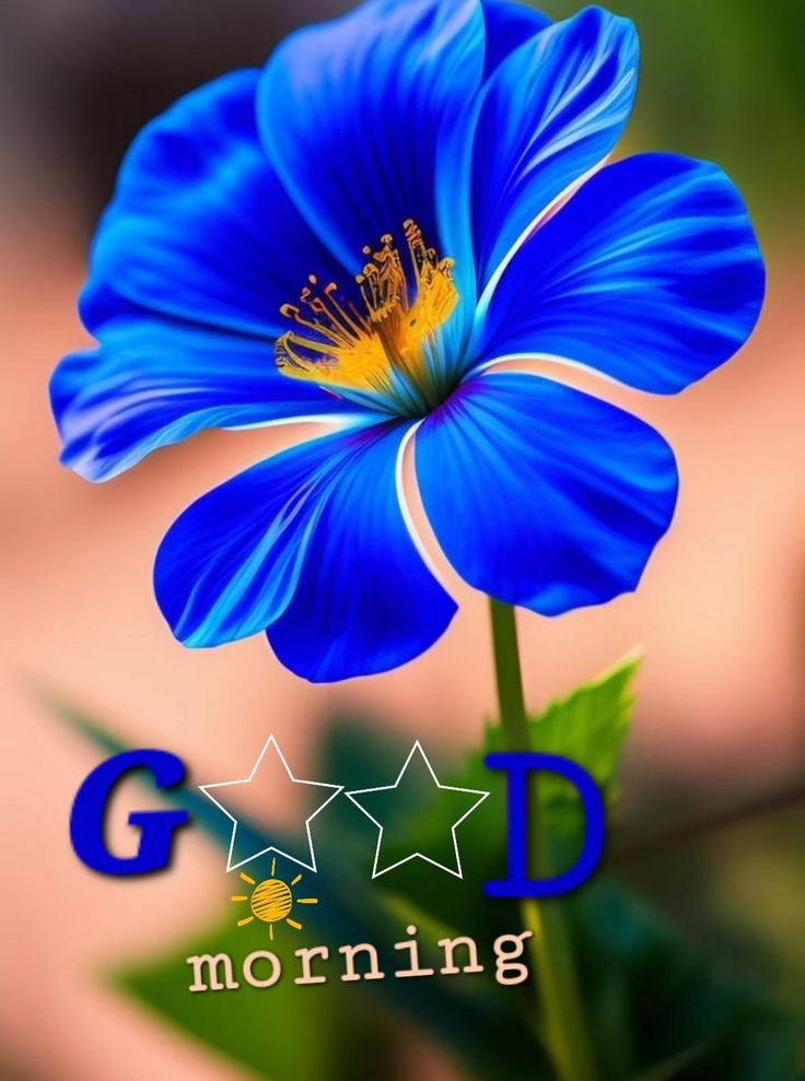 Good Morning Images Good Morning Images