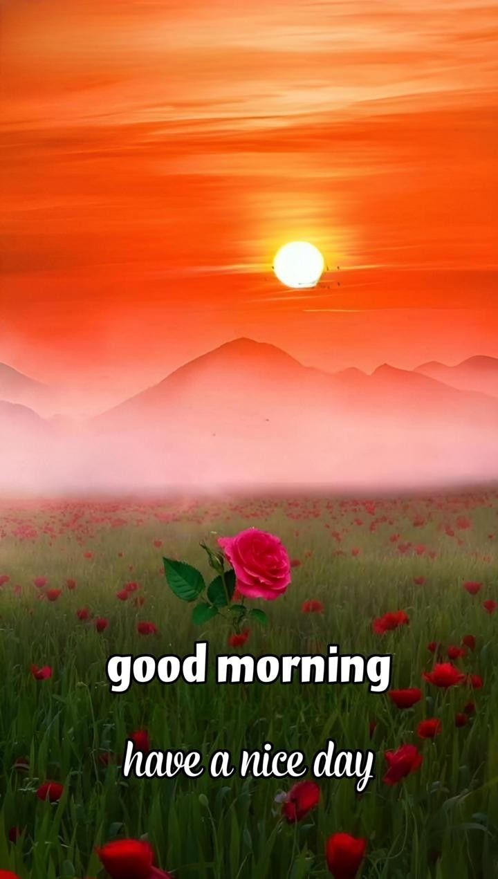 Good Morning Photos Good Morning Photos
