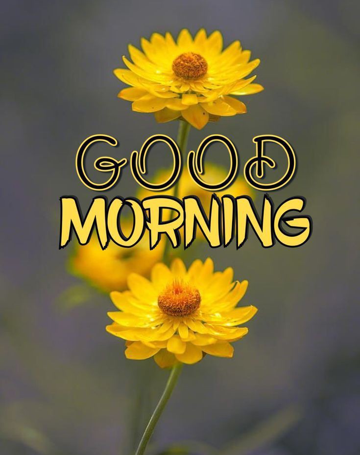 Good Morning Photos Good Morning Photos