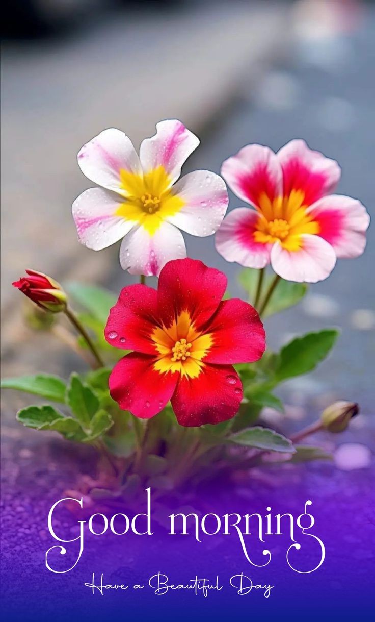 Good Morning Pics Good Morning Pics