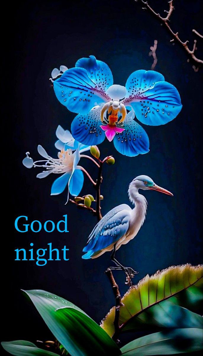 Beautiful Good Night Images