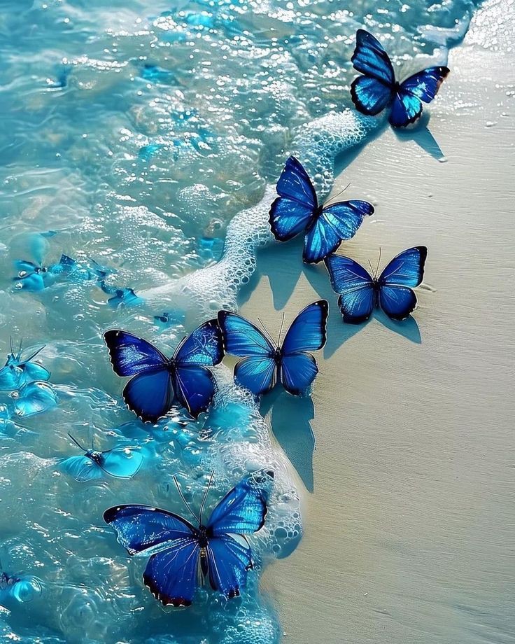 Nature Butterfly Images